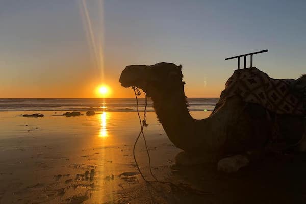 camel-ride-tours-taghazout_orig