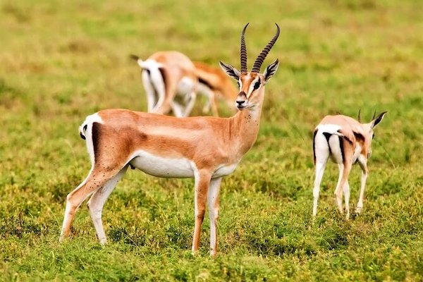 Agadir Safari Desert & National park Visit.